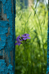 a lonely purple flower next to the old fence ot the blue paint peeled off