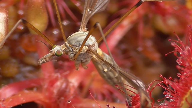 Schake wurde von Rundbl&auml;ttrigem Sonnentau gefangen