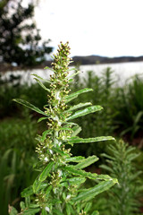 Gamochaeta spec., vermutlich coarctata