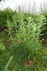 Gamochaeta spec., vermutlich coarctata
