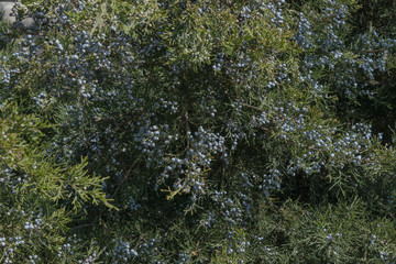 juniper berries are densely covered with green branches in the rays of the warm spring sun