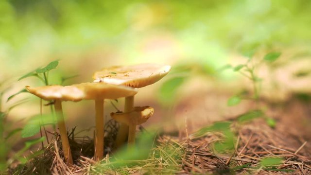 Nice mushrooms in the deep forest. Close up  4k footage.