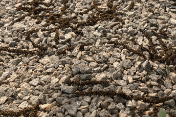 on a layer of rubble are walnut flowers in the sunlight