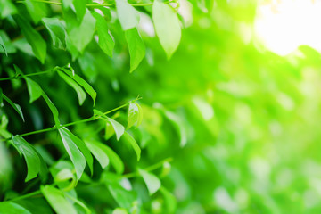 Fototapeta na wymiar Close up of nature view green leaf on blurred greenery background with copy space using as background natural plants landscape, ecology wallpaper concept.