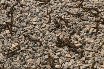 fallen staminate flowers of walnut on a layer of light gravel in the sun brightening