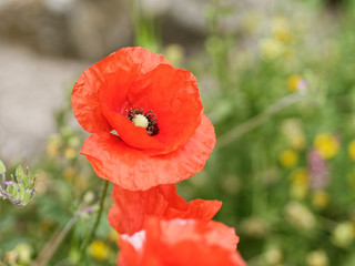 Close-up of Wild Red Poppy on a meadow. Foliage in the background.