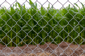 Fototapeta premium Campo protegido por alambrada