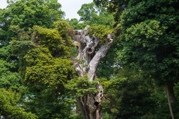 Fototapeta na wymiar 金沢の名所　玉泉院丸庭園