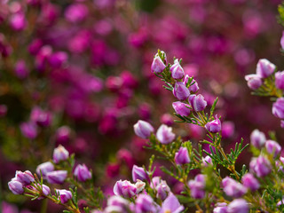 Fototapeta premium Australian outback wild little Purple bush flowers with blurred background