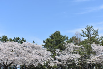 trees against sky