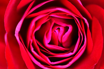 Valentine Red Rose