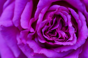 Obraz na płótnie Canvas Valentine Purple Rose
