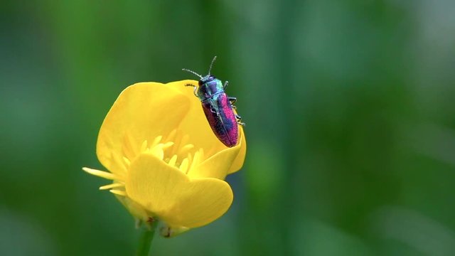 Kirschprachtk&auml;fer&nbsp;oder&nbsp;Bunte Kirschbaumprachtk&auml;fer&nbsp;(Anthaxia candens)