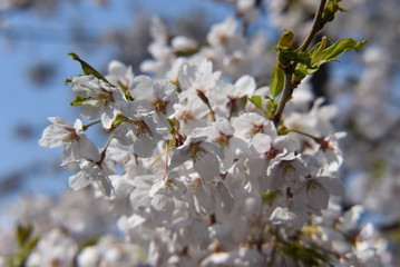 cherry blossom