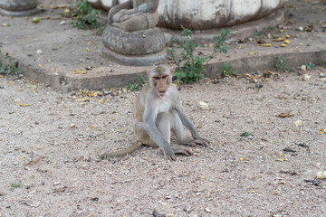 Fototapeta premium The rhesus macaque, Rhesus monkey, in the temple Thailand