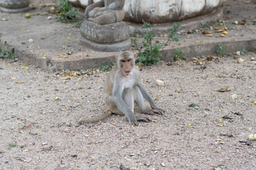 The rhesus macaque, Rhesus monkey, in the temple Thailand