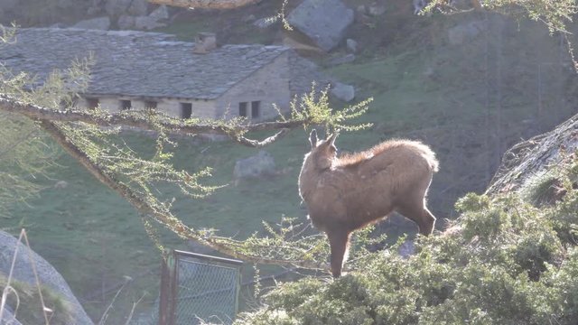 Il giovane camoscio si pulisce le corna strofinandole sul ramo del pino