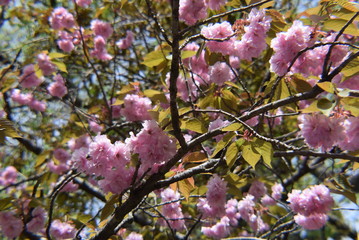 cherry blossom