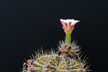 cactus flower blooming on tree  isolated on black background, succulent plant