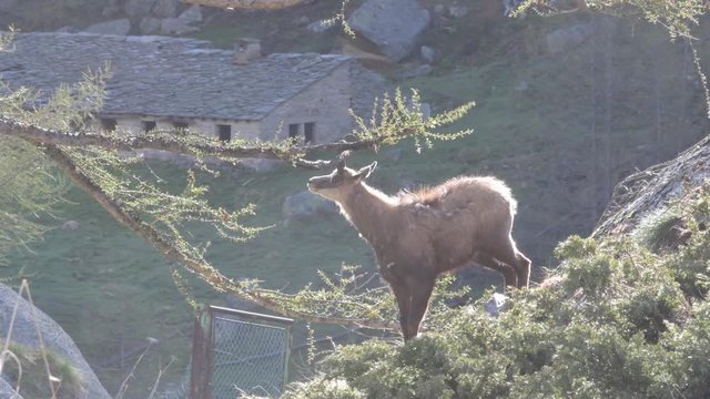 Il giovane camoscio si pulisce le corna strofinandole sul ramo del pino