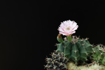 cactus flower blooming on tree  isolated on black background, succulent plant