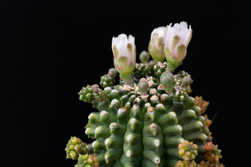 cactus flower blooming on tree  isolated on black background, succulent plant