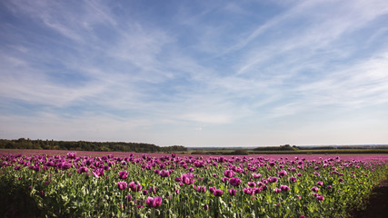 Field of lilac Poppy Flowers in sunlight in early Summer