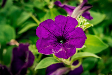 Fototapeta premium purple flower in the garden