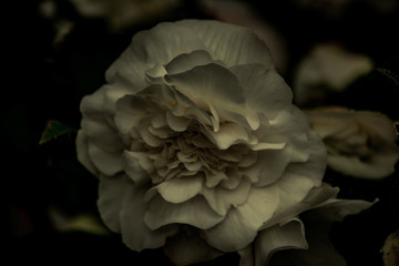 closeup of a flower