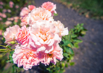 pink rose in a garden