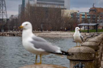 seagull in the background