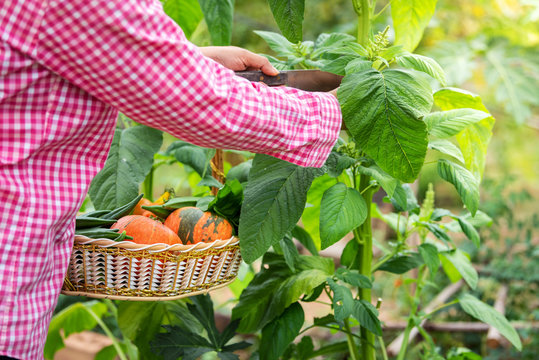 Female harvesting amarant vegetables organic at farm in morning