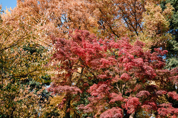 autumn leaves in the park