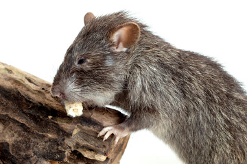Sagebrush vole eating corn isolated on white background