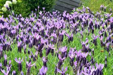 植物、ラベンダー畑、紫色、ガーデニング、庭、柵、きれい、