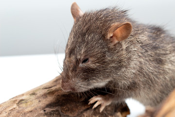 Sagebrush vole isolated on white background