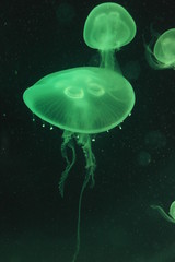 Obraz premium Green jellyfish background