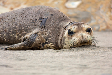 seal on the beach