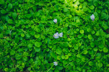 Tiny purple flowers in tiny green leaves