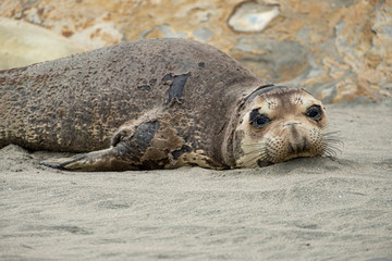Fototapeta premium seal on the beach