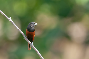 Chestnut Munia; Lonchura atricapilla