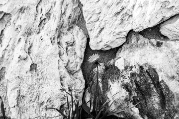 black and white photo of dandelions 