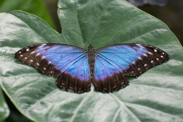 Butterfly 2019-17 / Blue morpho butterfly - Morpho peleides