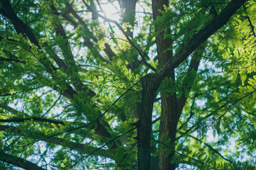 Sunlight shining through redwood tree branches