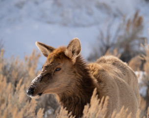 Cow Elk in Tall Dried Grass Photographed in Profile
