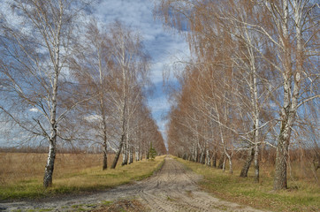 Fototapeta na wymiar Spring landscape with a road through the birch alley. Ukraine, Kiev region.