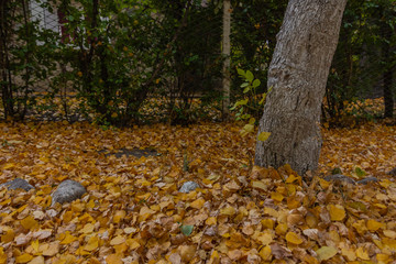 yellow leaves in the ground during autumn season