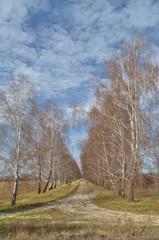 Spring landscape with a road through a birch alley under a blue sky with cirrus clouds. Ukraine, Kiev region.