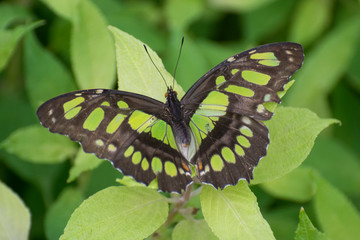 Butterfly 2019-19 / Malachite Butterfly - Siproeta stelenes