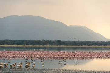 Flamingos gather at dawn in Lake Manyara, Tanzania